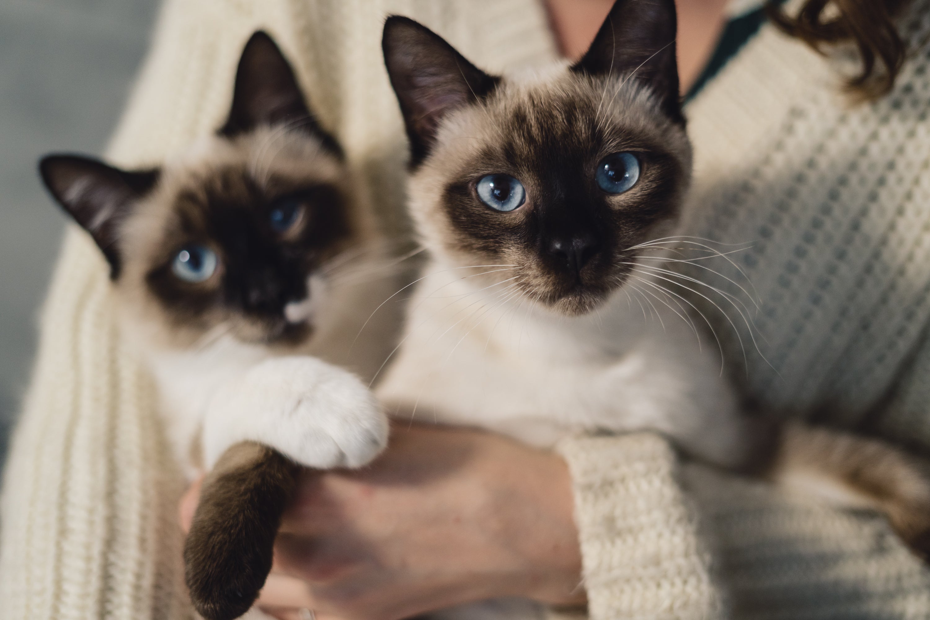 TIPS FOR A MULTI-CAT HOUSEHOLD