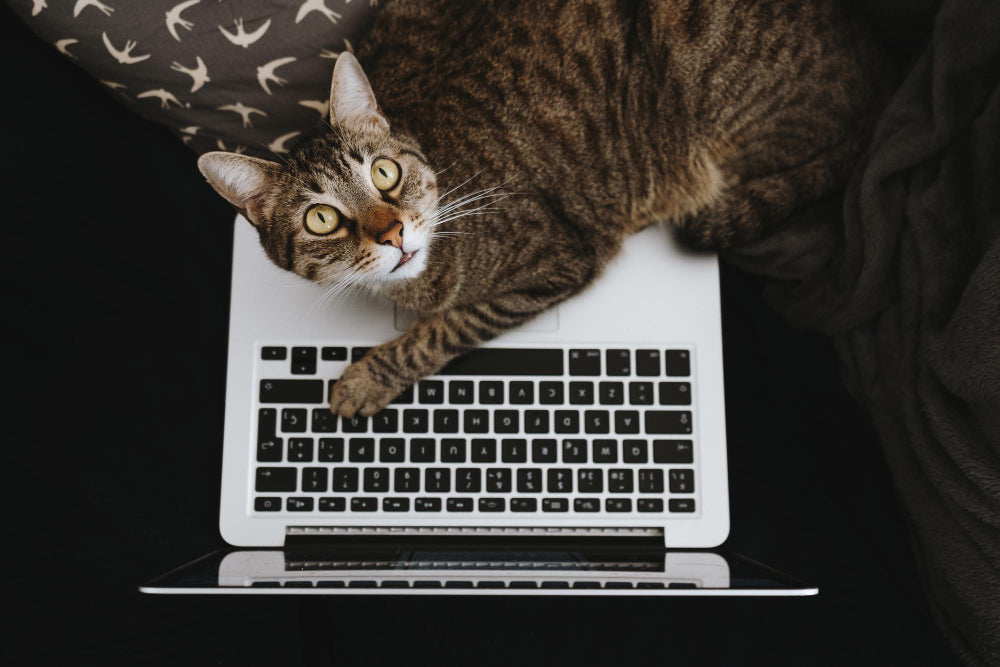 Discover the Power of Natural Paw Tofu Cat Litter: Fresh Scents & 15% Off Charcoal & Lavender!