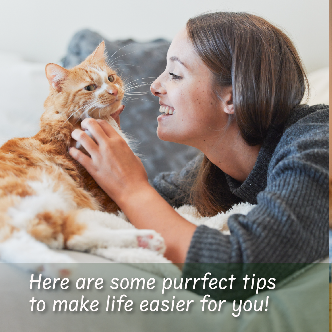 Upgrade Your Cat's Bathroom: 5 Reasons to Switch to Dust-Free Cat Litter