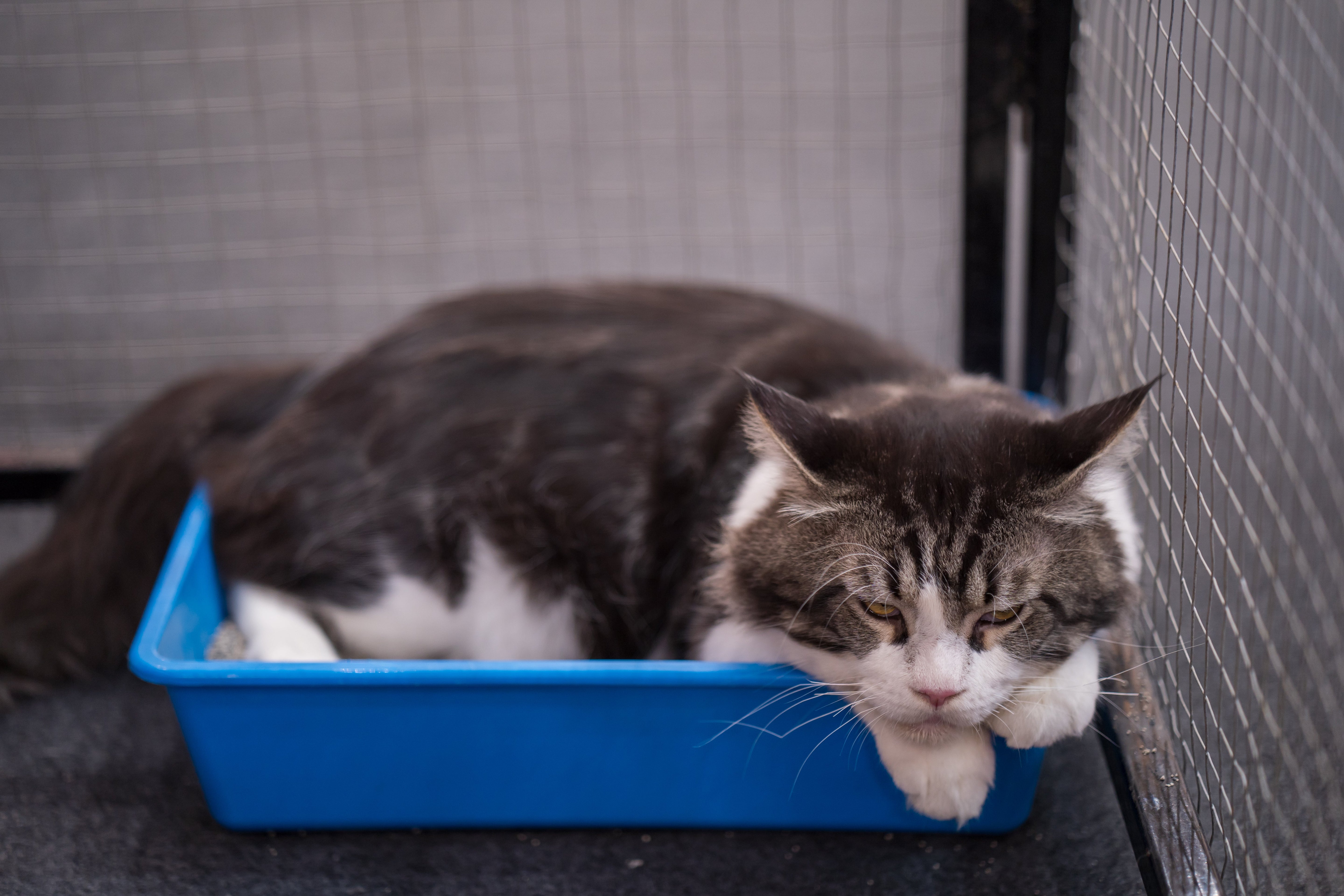 Say Goodbye to Litter Box Odor (The Natural Way)