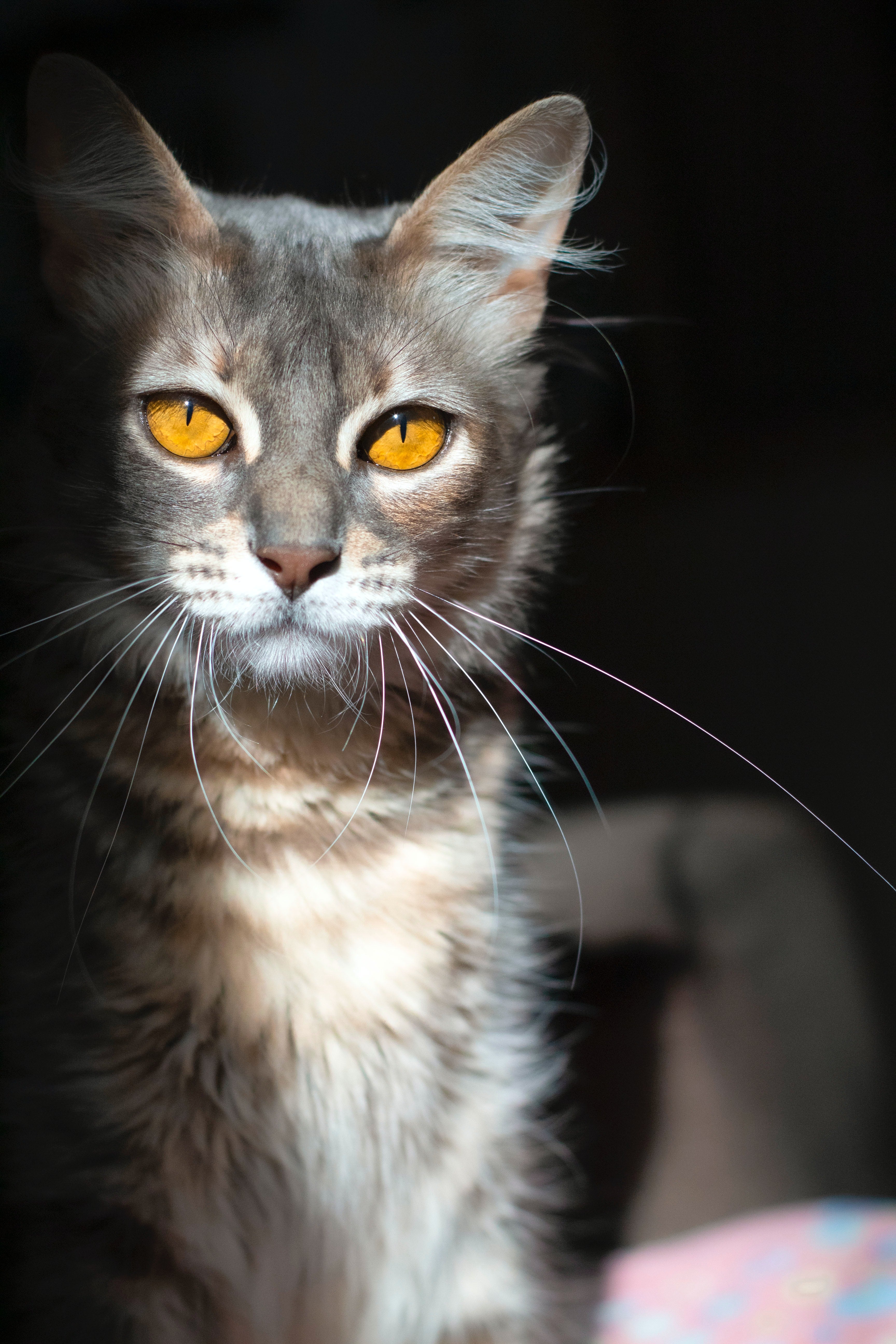5 Ways to Lengthen Your Cat’s Lifespan