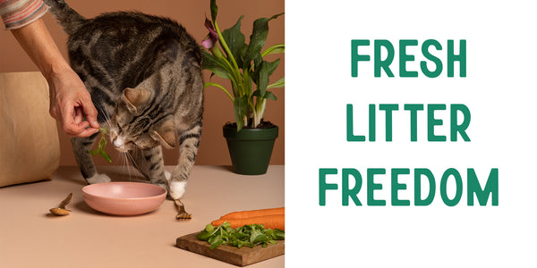 Conquering the Litter Box Battlefield: A Guide to Freshness and Feline Happiness