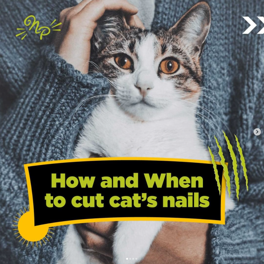 How and when to cut cat's nails? – Natural Paw