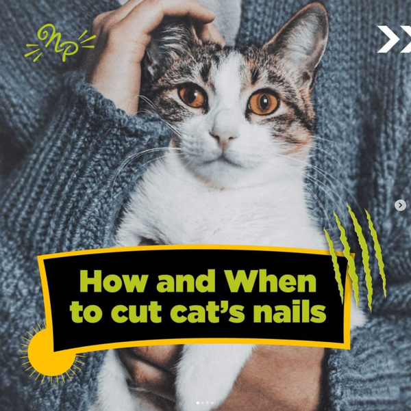 How and when to cut cat's nails?