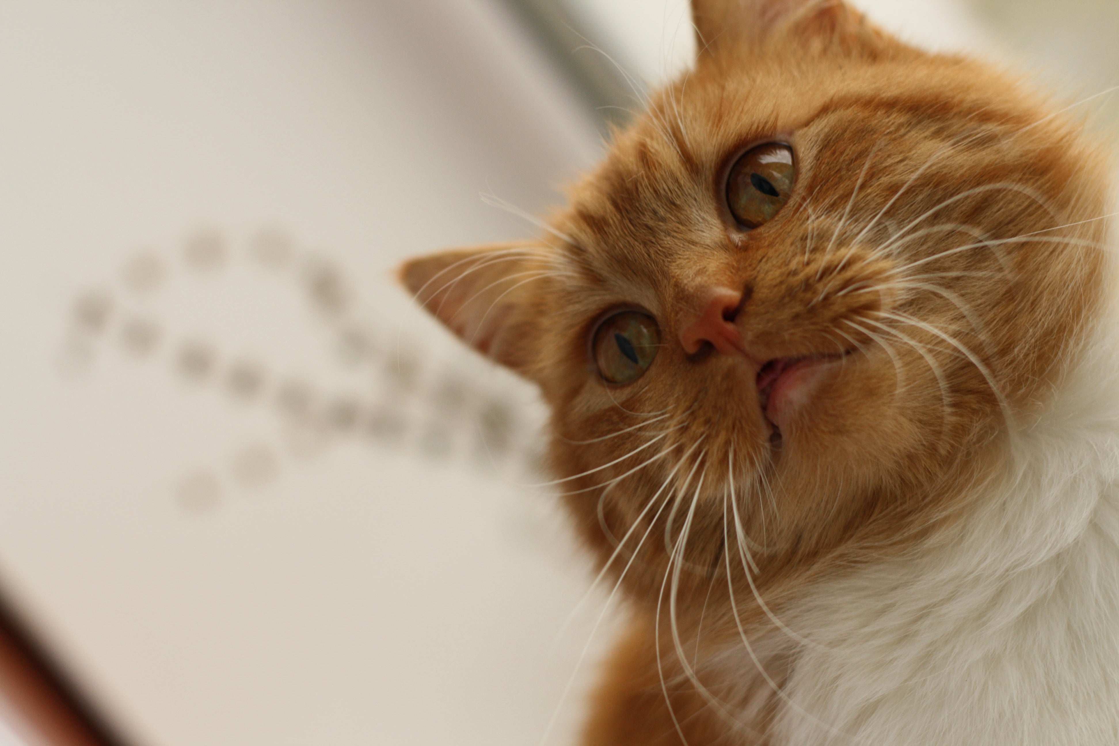 Unveiling Feline Enchantment: Mastering Cat Care and Natural Paw Tofu Litter Magic