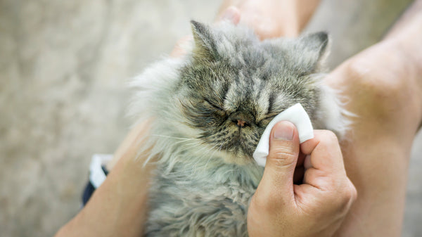 Cats and Allergies: Understanding the Causes and Finding Solutions