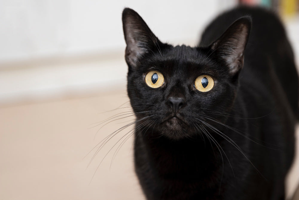 Cracking the Code: Understanding Cat Language and Becoming a Purr-fect Cat Parent