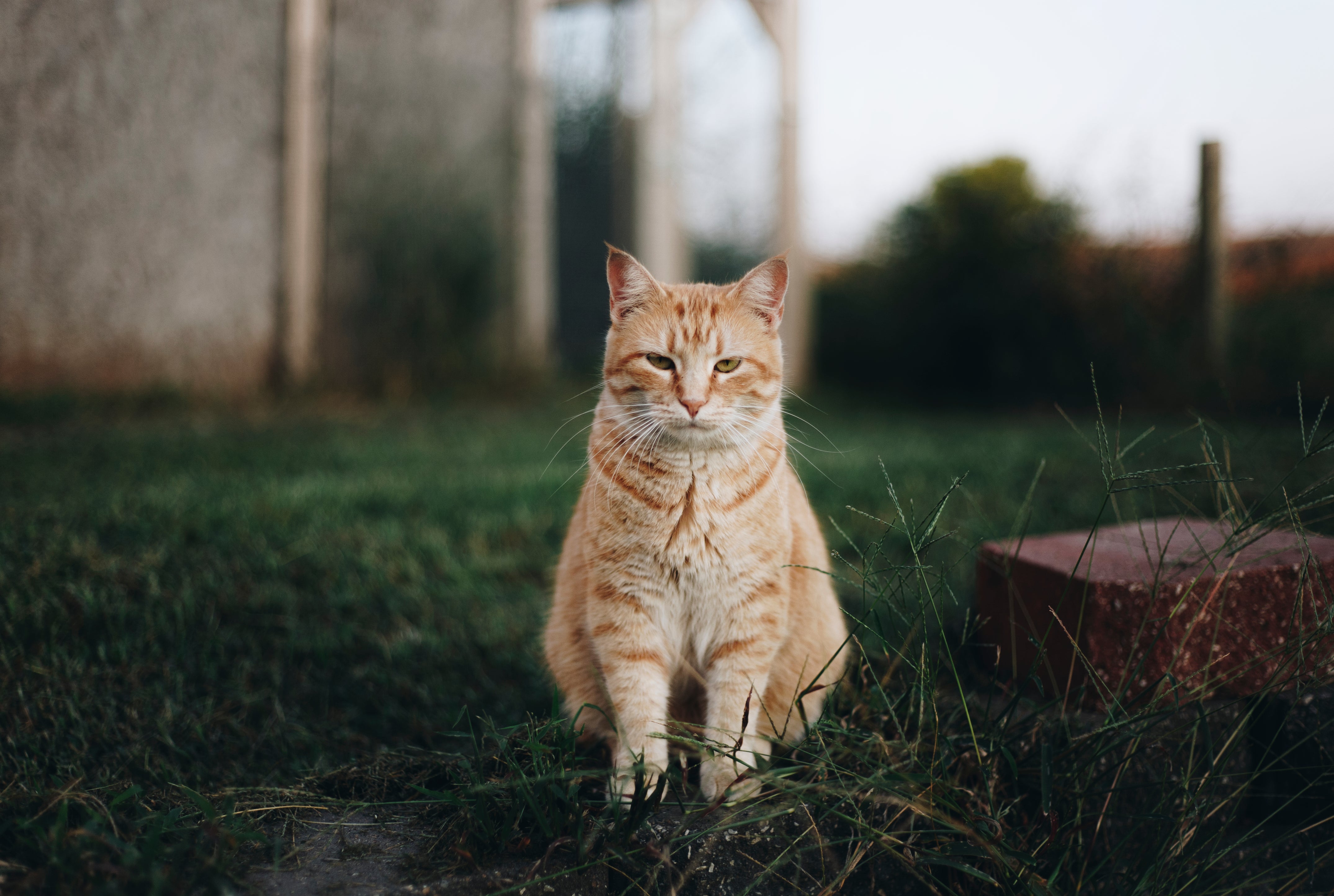 Roaming Cat Owners: Don’t Forget to Stock Up on Litter this Winter